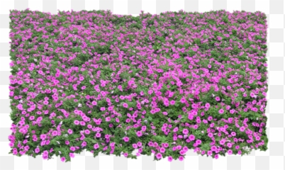 Tree Photoshop - Ground Cover Plants Png