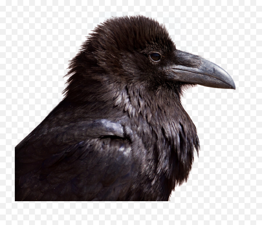 Crow Png Image Transparent