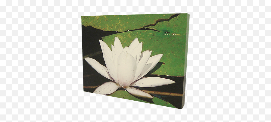 Canvas Prints Lighten - Upsigns Sacred Lotus Png,Lily Png