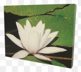Canvas Prints Lighten - Upsigns Sacred Lotus Png,Lily Png