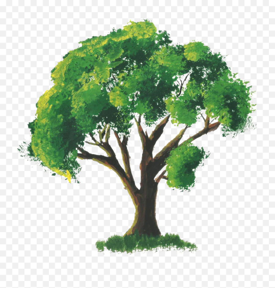 Broccoli Drawing Watercolor - Tree Drawing With Color Png,Brocolli Png