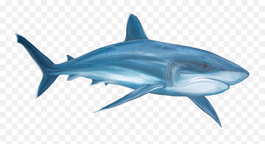 Download Shark Transparent Png Pictures - Watercolor Great White Shark,Shark Transparent Background