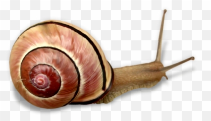 Snail Clip Art - Snail Png Download 800502 Free Png,Snail Png