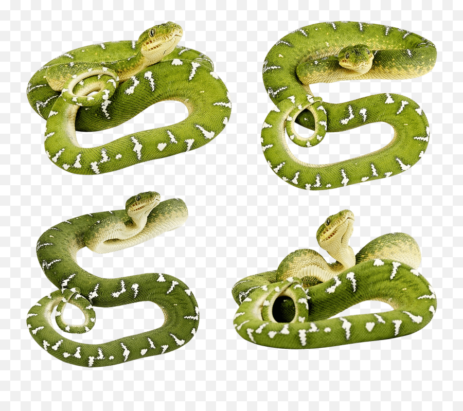 Download Green Snakes Png Image Hq Freepngimg - Green Snakes Transparent Background,Snake Png