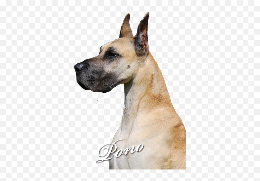 Moonriver Great Danes - Pono Great Dane Png,Great Dane Png