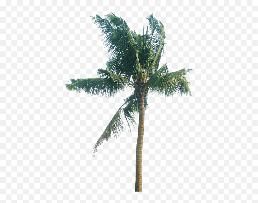 Coconut Tree Leaves Png Download - Cocos Nucifera Tree Cocos Nucifera Png,Coconut Tree Png