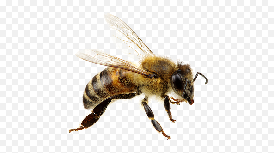 Flying Honey Bee Png Transparent - Bee Pollination Png,Bee Png