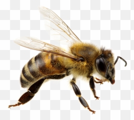 Flying Honey Bee Png Transparent - Pollination