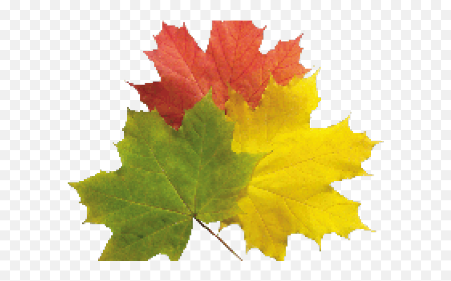 Download Hd Plane Emoji Png Transparent - Autumn Leaf Png,Plane Emoji Png