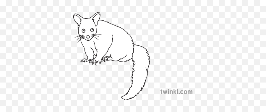 Common Brushtail Possum Open Eyes - Black And White Image Possum Png,Possum Png