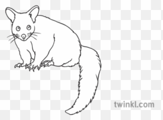 Common Brushtail Possum Open Eyes - Black And White Image Possum Png,Possum Png