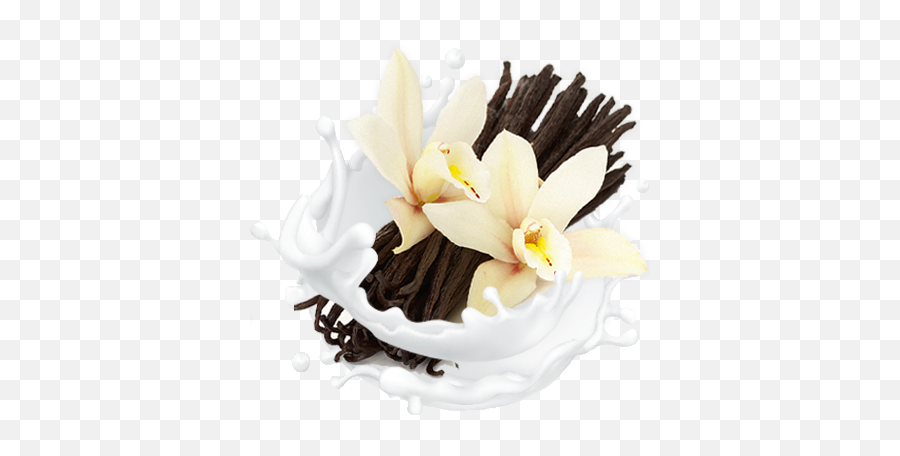 Classic French Vanilla U2013 Rainbows End - Transparent Background Vanilla Png,Vanilla Bean Png