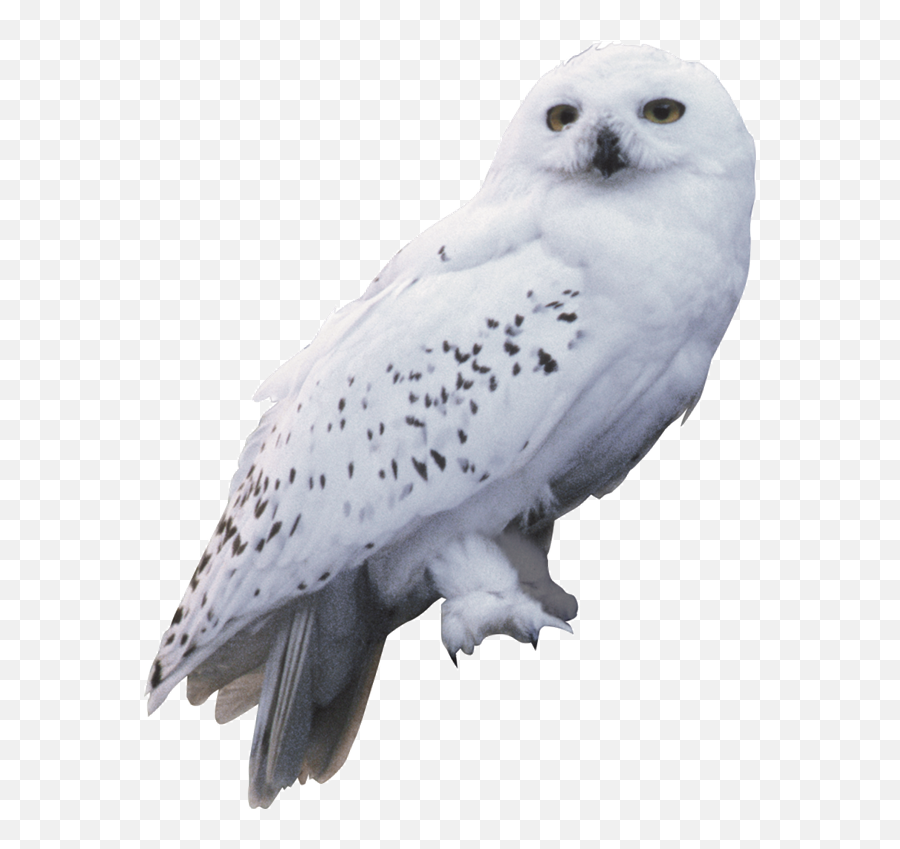 Harry Potter Hedwig Owl - Harry Potter Hedwig Real Png,Hedwig Png