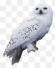 Harry Potter Hedwig Owl - Harry Potter Hedwig Real Png,Hedwig Png