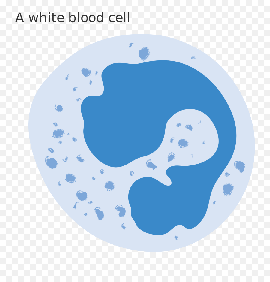 Cells Clipart Svg - Diagram White Blood Cell Png,Cell Png