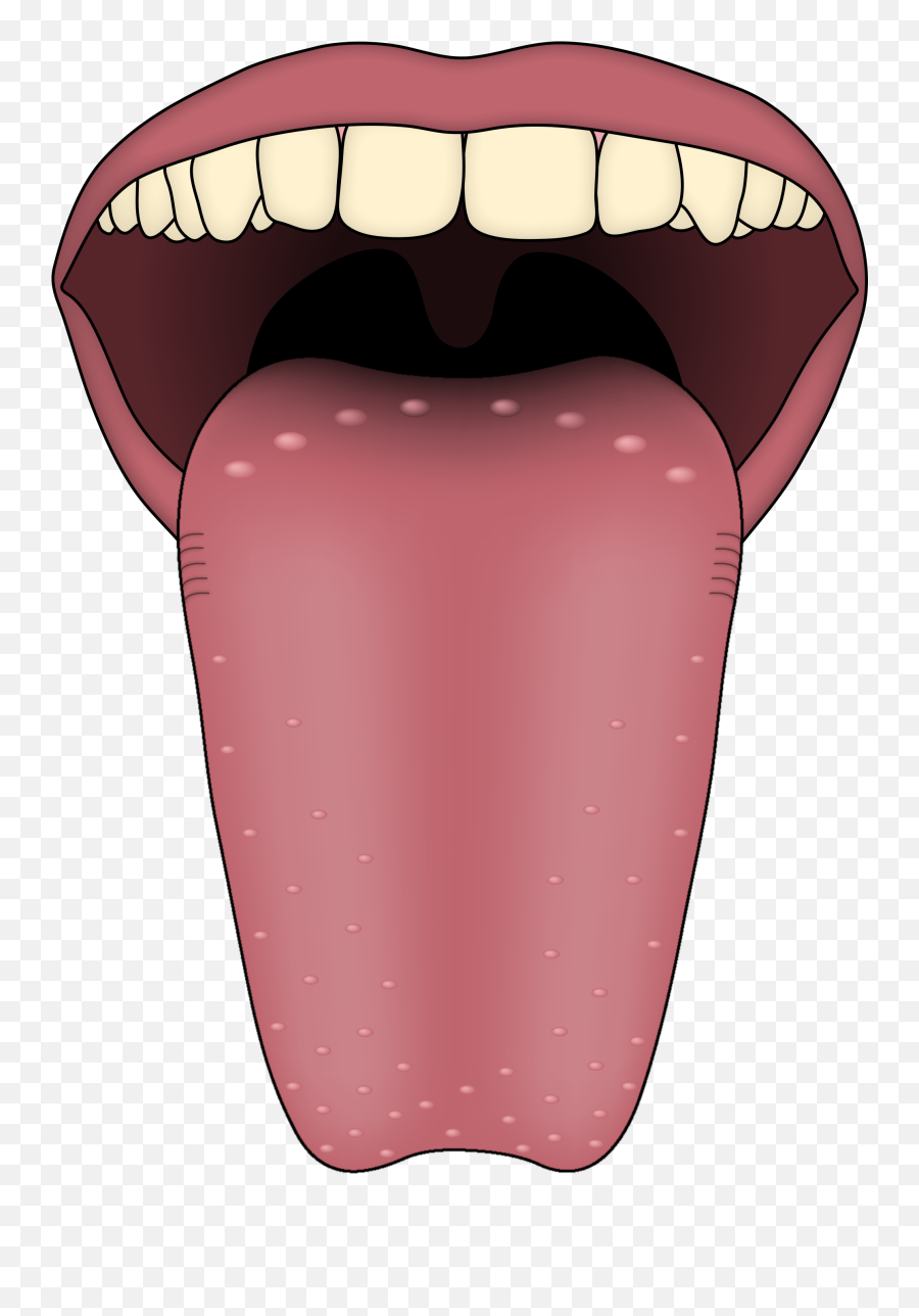Tongue Png Image Without Background - Tongue Transient Lingual Papillitis,Tongue Transparent