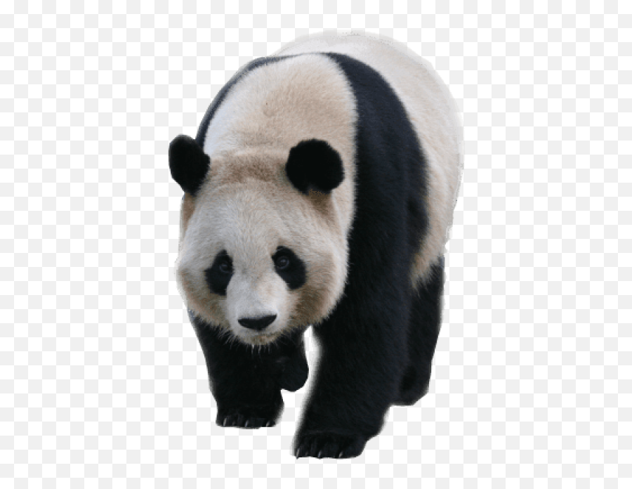 Download Animals - Pandas Panda Transparent Background Png Transparent Panda Png,Transparent Animals
