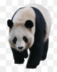 Download Animals - Pandas Panda Transparent Background Png Transparent Panda Png,Transparent Animals