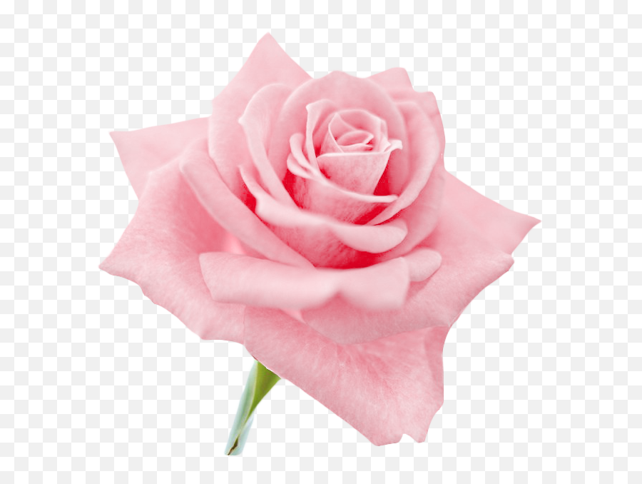 Download Hd Transparent Flowers Clip Art Roses - Light Pink Flower Png,Transparent Pink Flowers