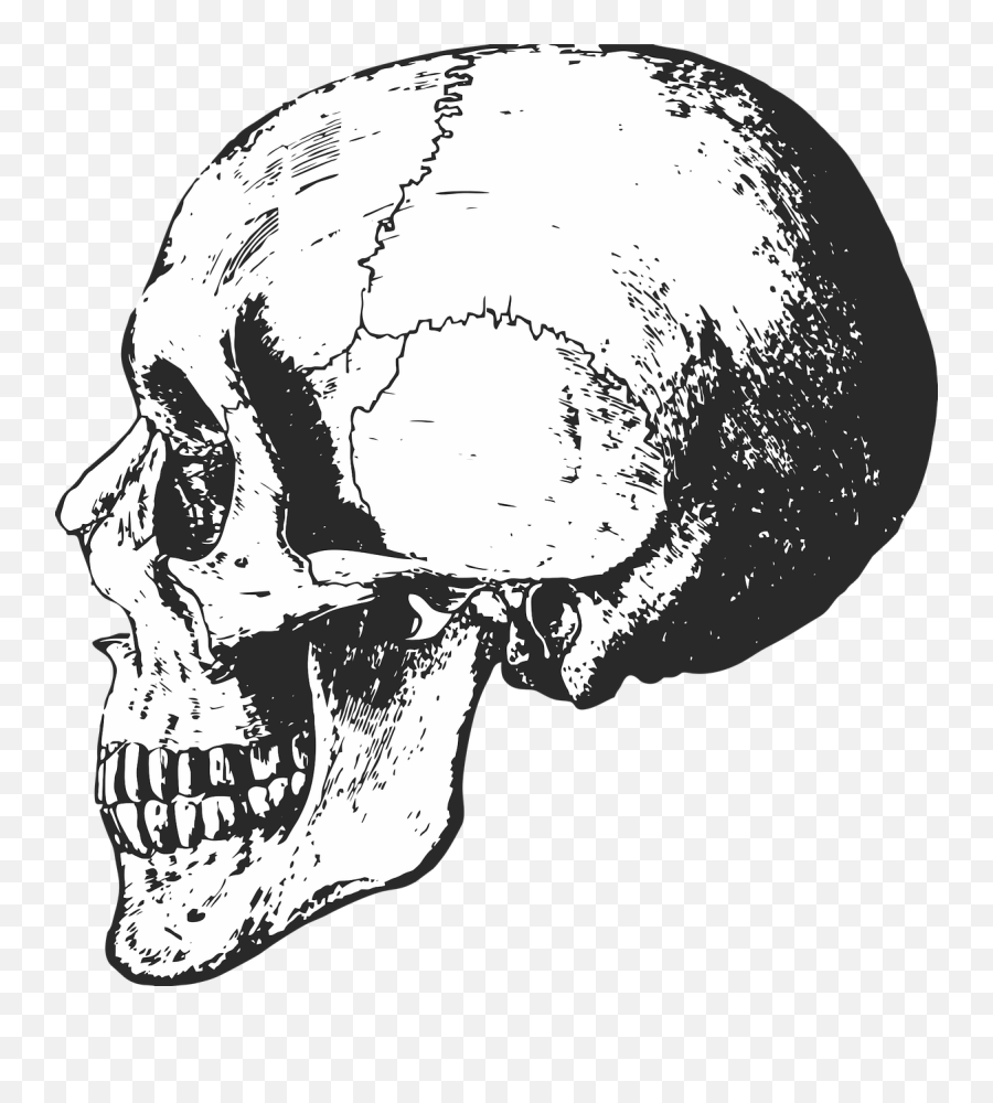 Skeleton Skull Bones - Human Skeleton Skull Black And White Png,Skull And Bones Png