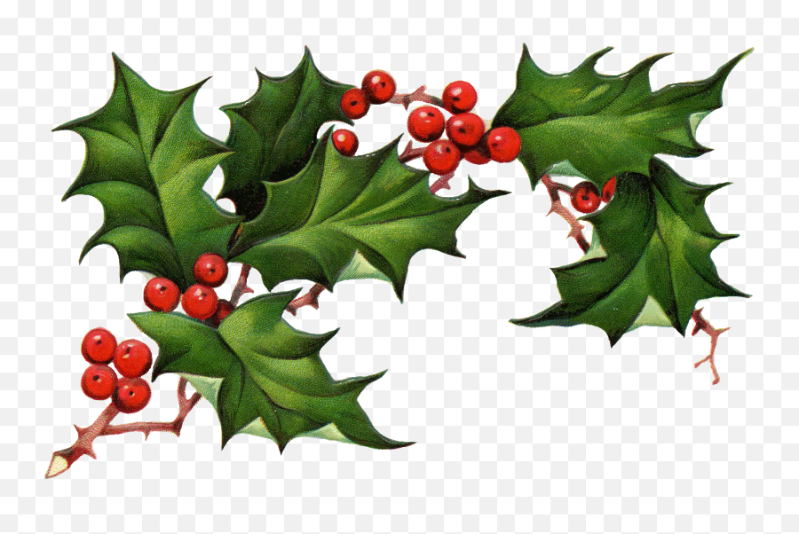 Clip Art Royalty Free Library Png Files - Mistletoe Red Or White,Ivy Png