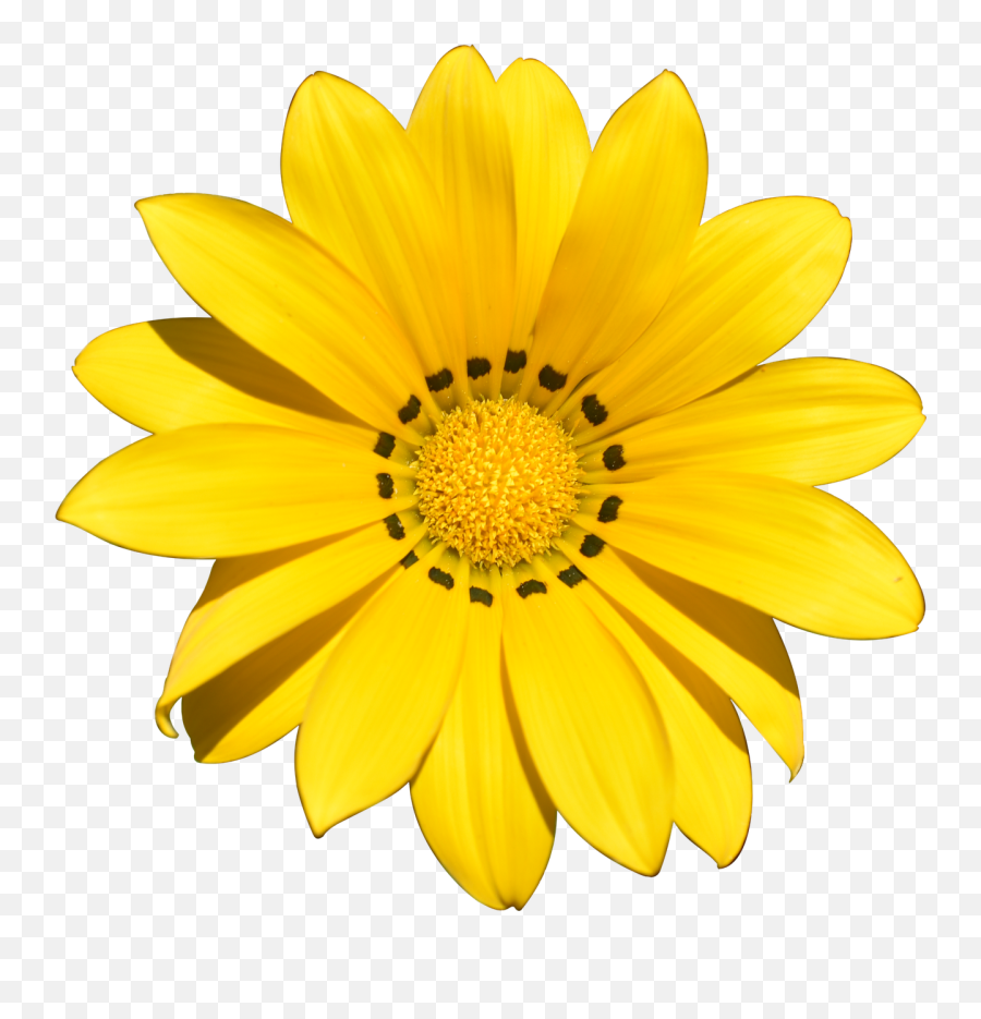 Transparent Flower Summer - Flower Images Without Background Png,Flower  Transparents - free transparent png images 