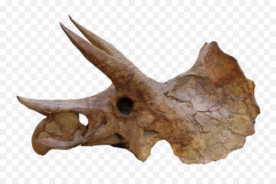 Fileyale - Peabodytriceratops004trppng Wikipedia Triceratops Skull Png,Dinosaur Skull Png