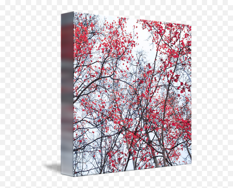 Canopy Trees By Priska Wettstein Tree Wall Art - Birch Png,Tree Canopy Png