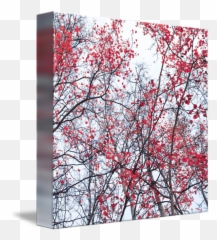 Canopy Trees By Priska Wettstein Tree Wall Art - Birch Png,Tree Canopy Png