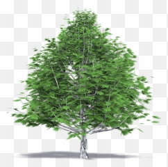 Beechwood Tree Top View - Christmas png