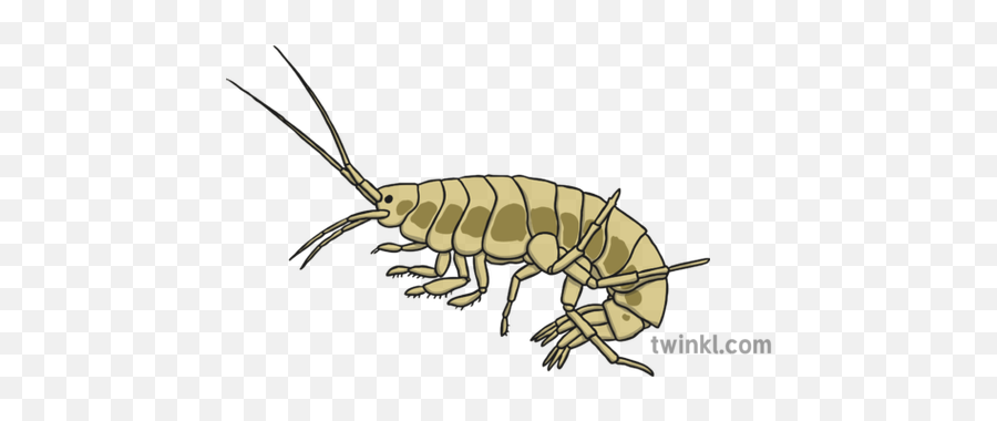 Shrimp Illustration - Twinkl Common Yabby Png,Shrimp Png