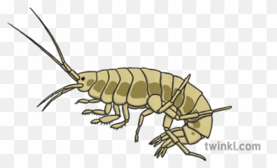 Shrimp Illustration - Twinkl Common Yabby Png,Shrimp Png