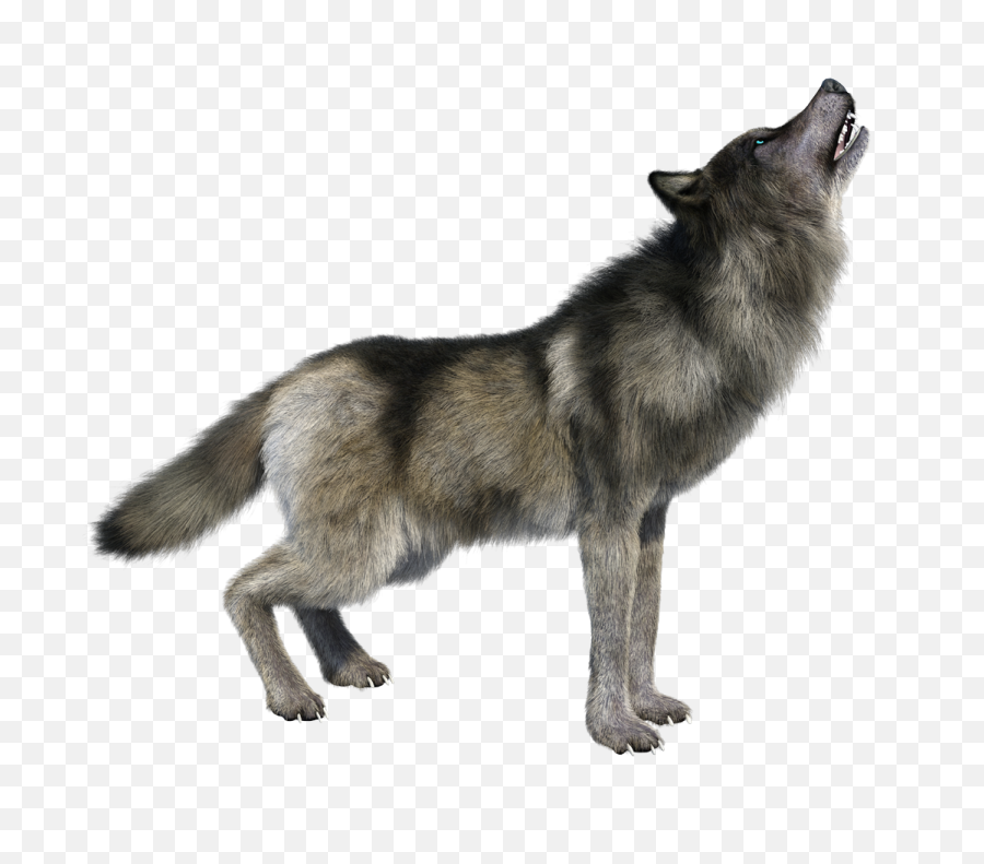 Wolf Png Transparent Images 18 - 323 X 446 Webcomicmsnet,Wolf Transparent