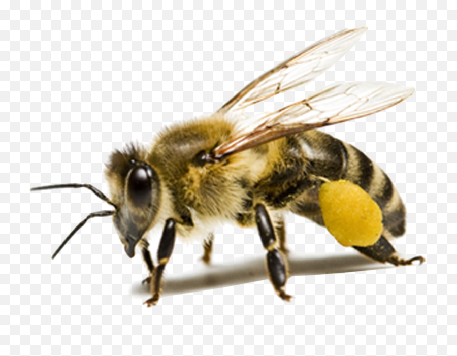 Bee Image Classification Using A Cnn - Honey Bee Transparent Background Png,Bee Transparent Background