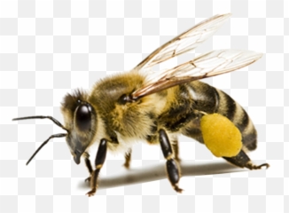 Bee Image Classification Using A Cnn - Honey Bee Transparent Background Png,Bee Transparent Background