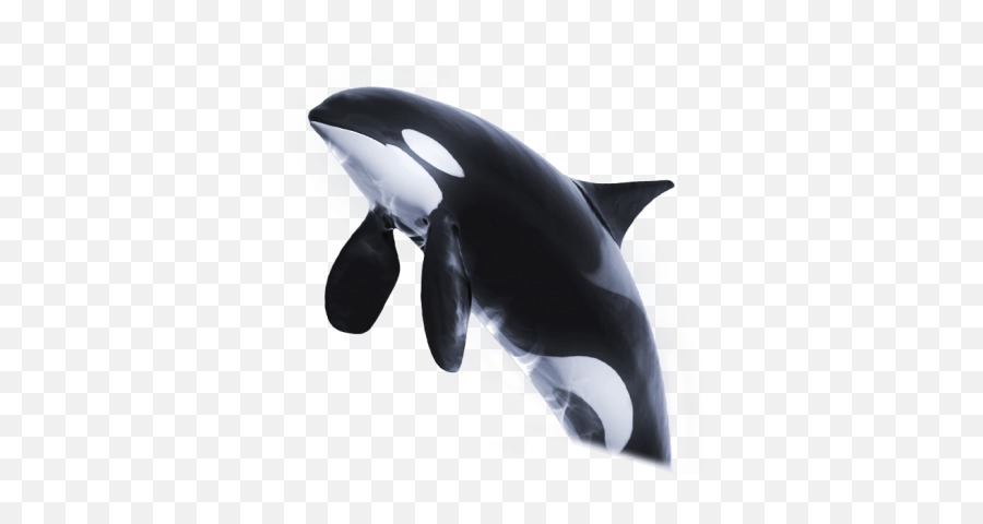 Orca Png And Vectors For Free Download - Orca Png,Orca Png