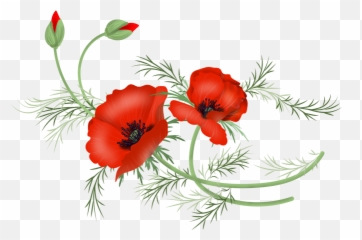 Download Vector Poppy Png - Free Poppy Vector File,Poppy Png