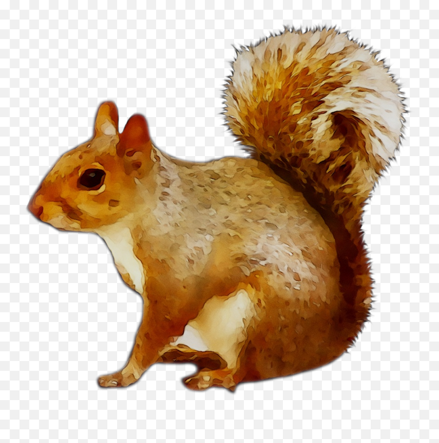 Chipmunk Cat Squirrel Image Newspaper - Red Squirrel Clip Art Png,Squirrel Transparent Background