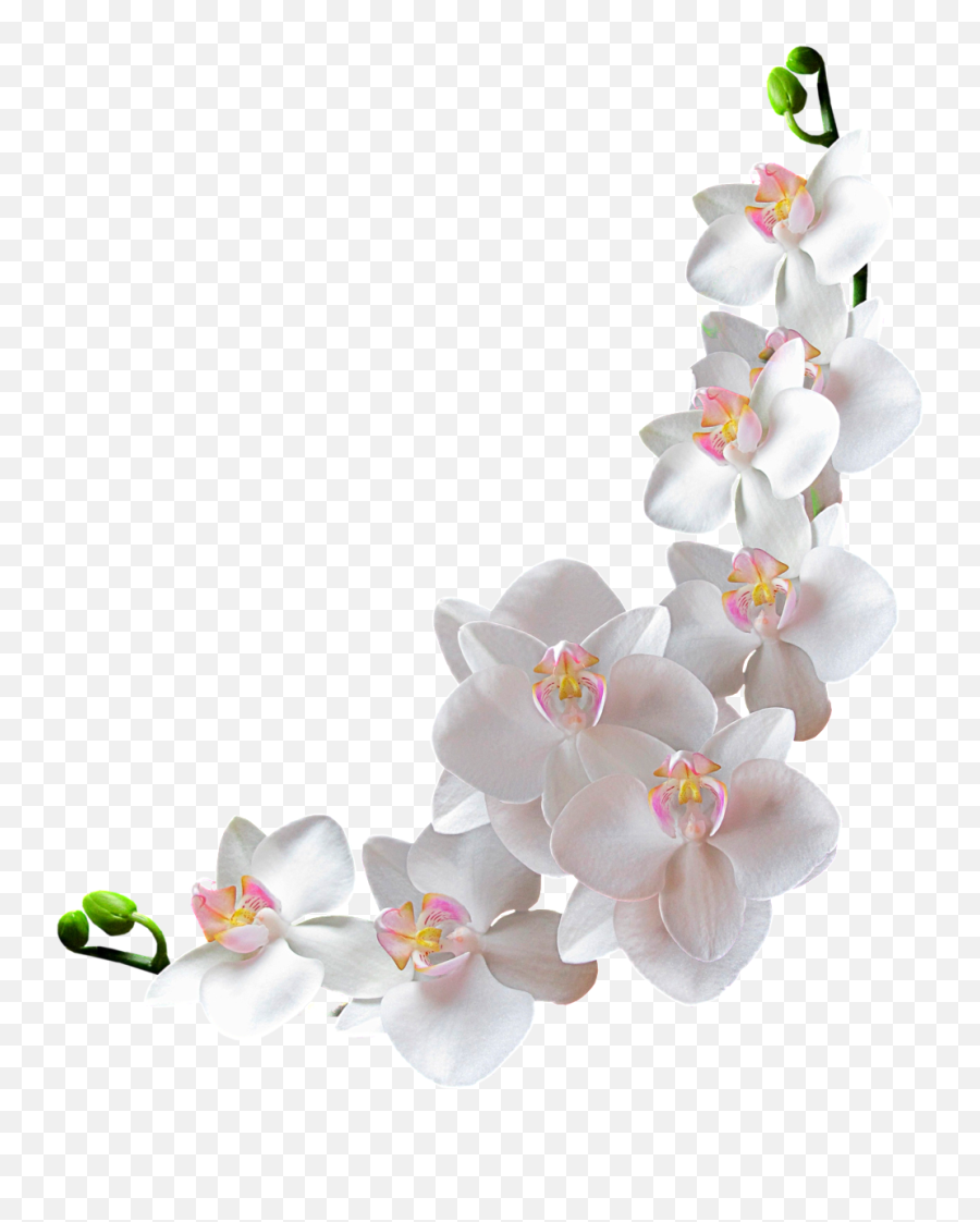 Orchidée Blanche Png Tube Fleur White Flower - Transparent Background Orchid Flowers Png,White Flower Png