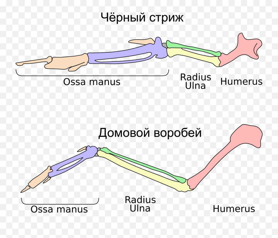 Filebird Wing Skeleton Apus Vs Passer Domesticussvg Png Hand