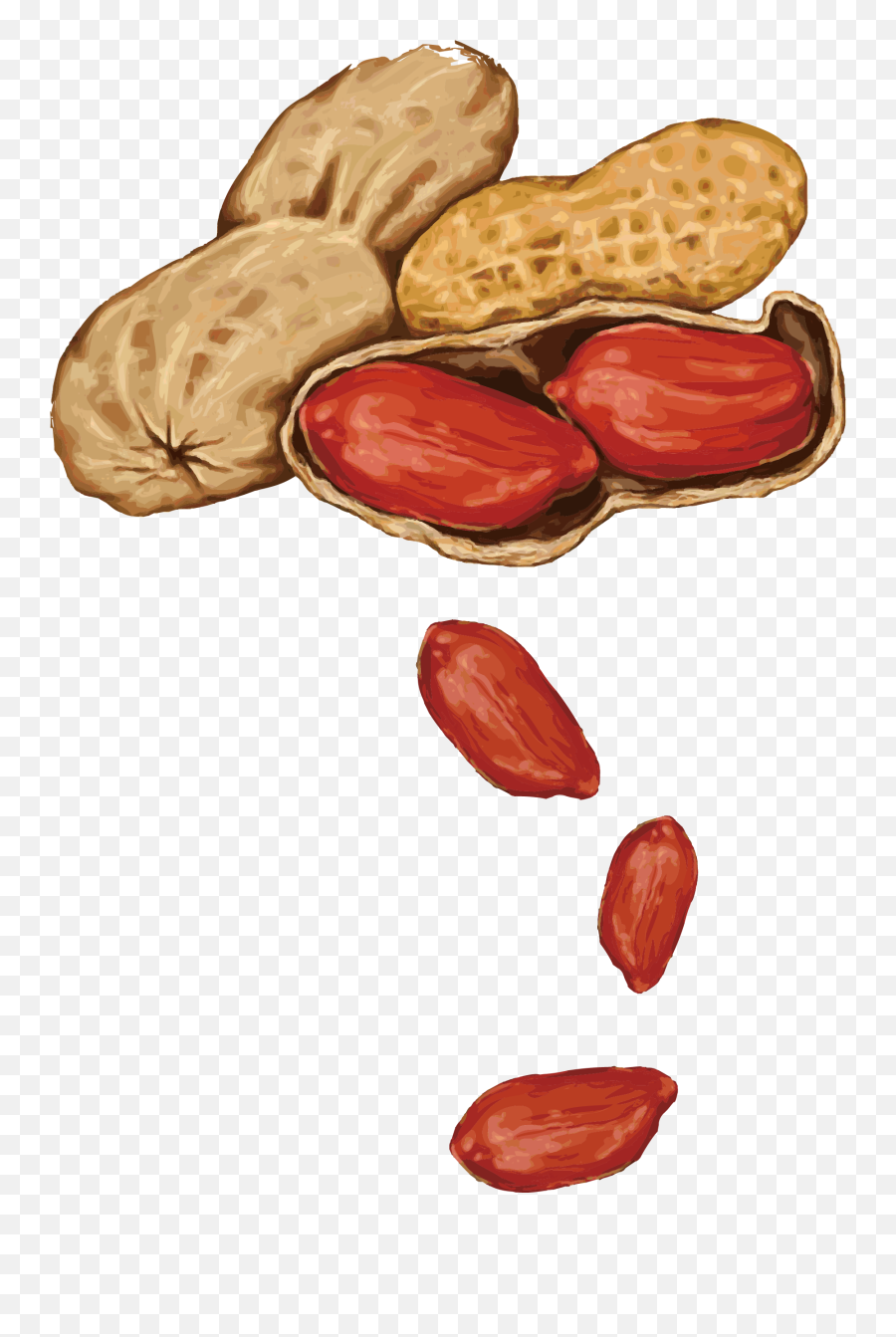 Peanut Almond Drawing - Handpainted Bouquet Vector Png Peanut Drawing Png Transparent,Nut Png