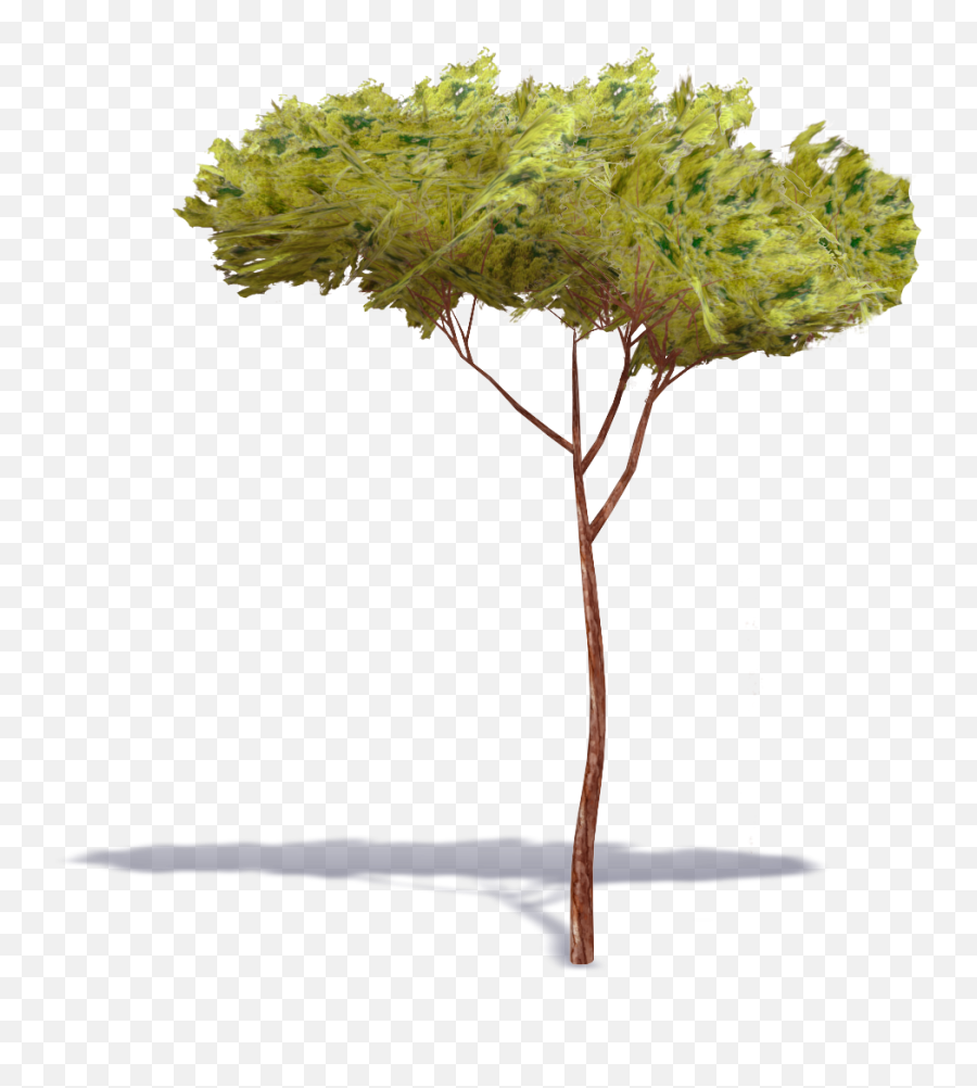 Stone Pine Tree 1 Plants Free Bim Object For Cinema 4d - Stone Pine Png,Pine Tree Branch Png