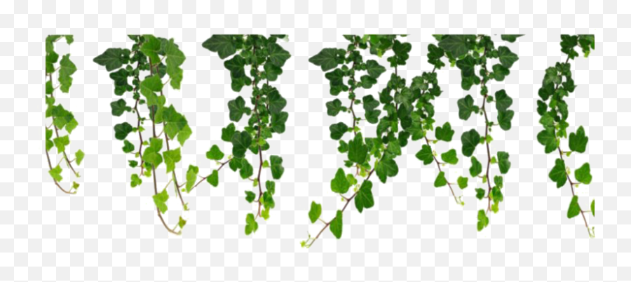 Leaf Png Transparent Images All - Vines Png,Eucalyptus Leaves Png