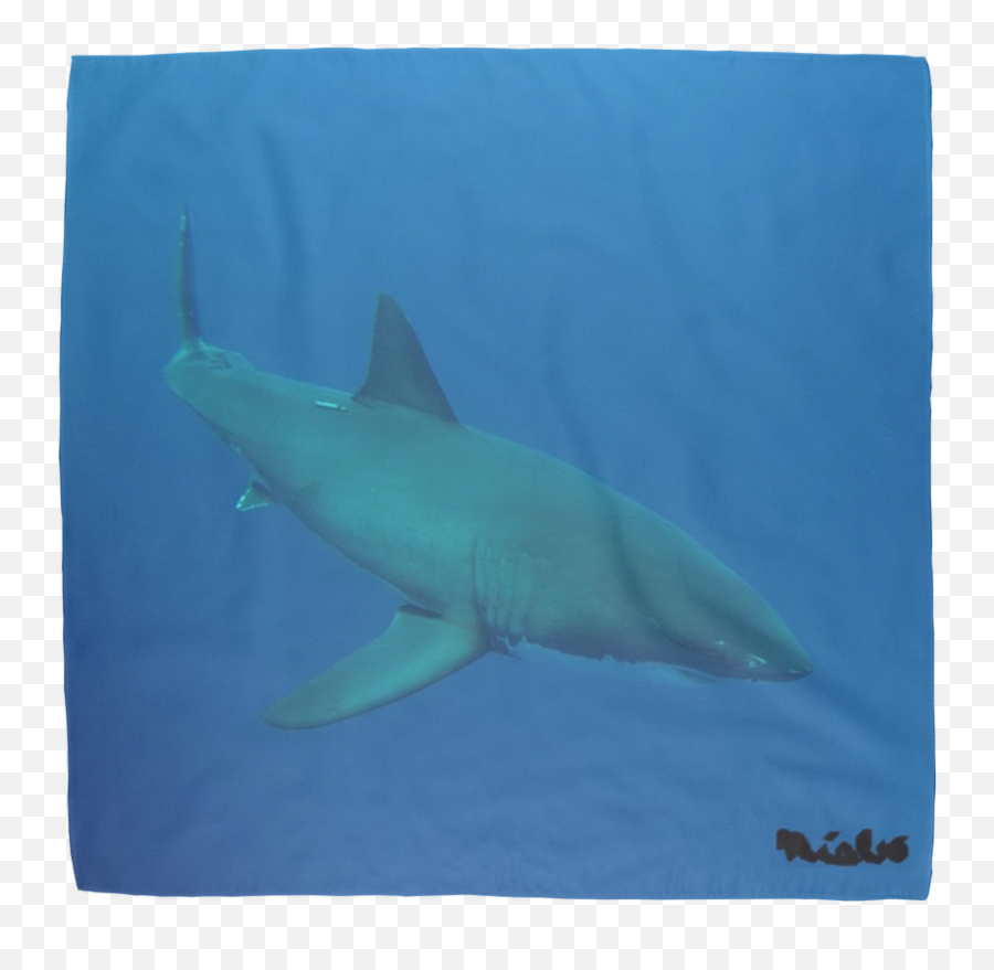 Candy The Great White Shark Png