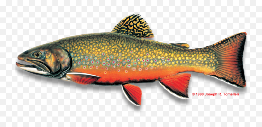 Png Free Brook Trout - North Carolina Freshwater Fish,Trout Png