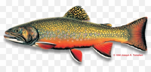 Png Free Brook Trout - North Carolina Freshwater Fish,Trout Png