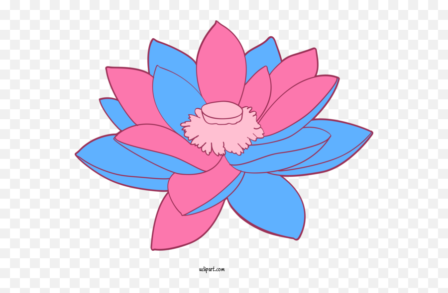 Flowers Petal Lotus Family Pink For - Girly Png,Lotus Flower Transparent