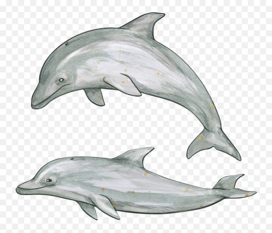 Dolphin Png Download Image With Transparent Background