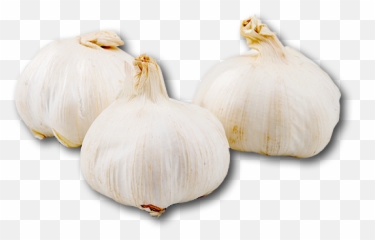 Elephant Garlic Transparent Png Image - Elephant Garlic,Garlic Png