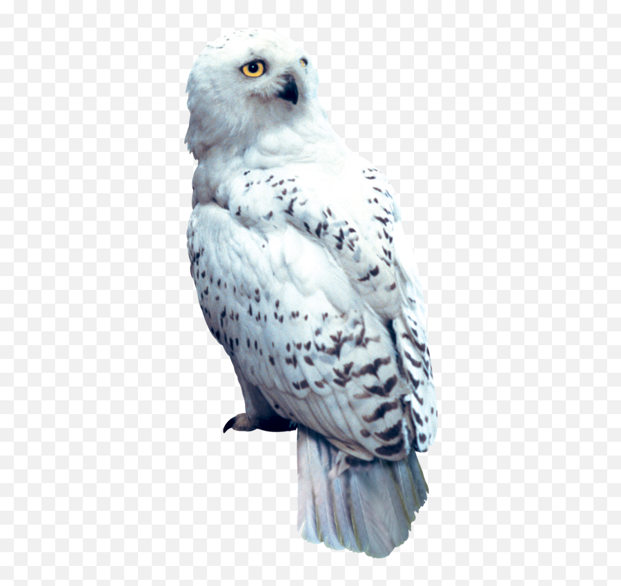 Hedwig Png Transparent Images - Harry Potter Owl Png,Hedwig Png